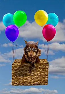 <b class=qtipBold><figcaption>Dog dressed as a pilot in a basket</figcaption></b><br>A dog dressed as a pilot wearing headgear, glasses and a scarf in a laundry basket with helium balloons attached floating through a blue sky with fluffy white clouds. Dog dressed as a pilot in a basket