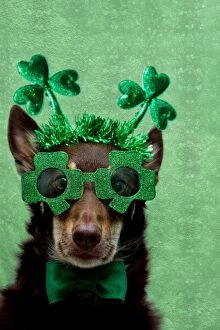 Images Dated 12th March 2015: Dog dressed for St Patricks Day