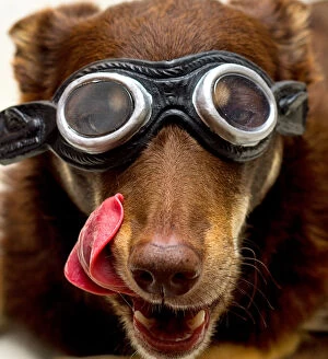 Aussie Kelpie Diva Dog Collection: Dog in Goggles licking lips