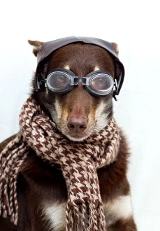 Images Dated 16th January 2014: Dog in a old pilot outfit