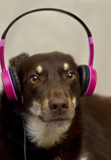 Aussie Kelpie Diva Dog Collection: Dog with Pink Earphones