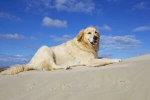 Images Dated 31st July 2014: Dog sitting in sand