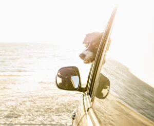 Dogs Collection: Dog sticking head out car window on beach