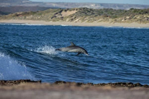 Images Dated 9th October 2015: Dolphin