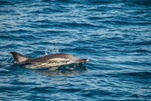 Marine Animals Collection: Dolphin swimming in the ocean