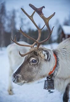 Images Dated 1st February 2017: Domestic Reindeer, Lapland, Sweden