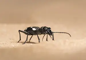 Images Dated 14th June 2015: Domino beetle (Anthia duodecimguttata)