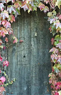 Door to secret garden