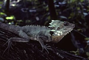 Lizards Collection: Dragon, Boyos Rainforest, western Queensland, Australia