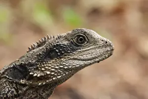 Young Animal Prints: Dragon Sydney