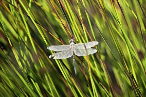 Lea Scaddan Collection: Dragonfly covered in dew drops