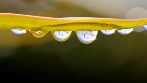 Drips on the underside of a leaf creating a abstract image of shapes