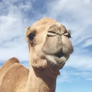 Dromedary camel looking at the camera