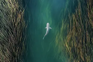Drone image looking down on a bull shark swimming between reeds in the Ord River, Kununurra, The Kimberley, Western Australia, Australia