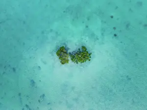 Aerial Beach Photography Prints: Drone image looking down on mangrove trees in Roebuck bay at high tide