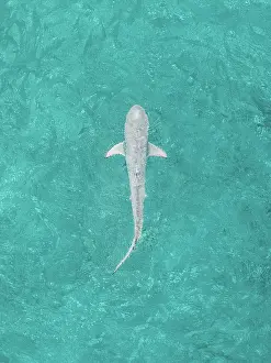 Prints of Shark Discover the beauty and vulnerability of Australia's sharks: Drone image looking down on a shark swimming in the Indian Ocean off Cable Beach