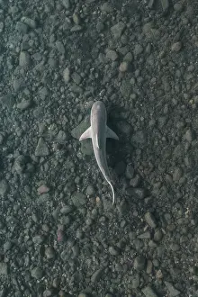 Images Dated 2024 June: Drone image showing a bull shark swimming in shallow water