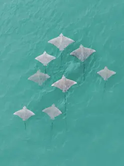 Drone image showing a school of Spotted Eagle Ray's swimming in the Indian Ocean, The Kimberley, Western Australia, Australia
