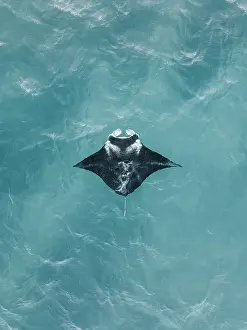 Prints of Marine Wonderland Discover the extraordinary diversity of Australia's marine life: Drone perspective showing a manta ray swimming in the Indian Ocean