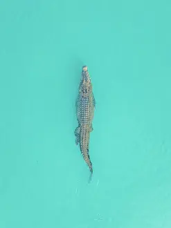 Drone photo looking down on a massive saltwater crocodile swimming in the Ord River, Kununurra, The Kimberley, Western Australia, Australia