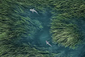 Drone photo looking down on two sharks following each other through reeds in the Ord River, Kununurra, The Kimberley, Western Australia, Australia