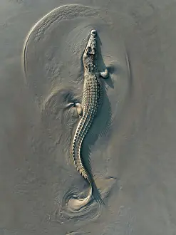 Drone photograph looking down on an estuarine crocodile sliding across a riverbed at low tide, Northern Territory, Australia