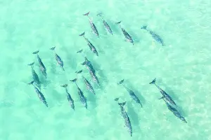 Drone point of view above a large pod of Dolphins swimming in clear ocean waters, Fingal heads, New South Wales, Australia