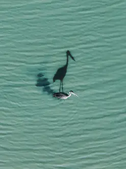 Abstract Aerial Art Prints: Drone shot directly above a black-necked stork wading through the Mary River on a sunny day