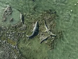 Abstract Aerial Art Prints: Drone shot showing three crocodiles sunbathing on the banks of the Mary River