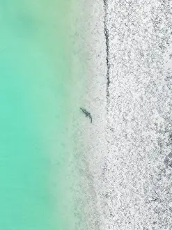 Abstract Aerial Art Prints: Drone shot showing a saltwater crocodile resting on the edge of a sandbar in the Indian Ocean