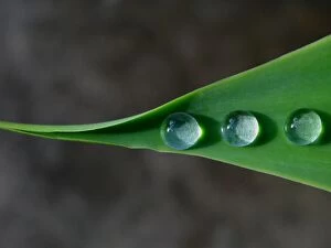 Images Dated 4th March 2015: Three drops of water on green leaf