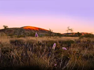 Dusk in Karijini National Park with native purple Mulla Mulla wildflowers