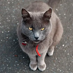 Pet Collar Prints: Dusky Brown Street Cat