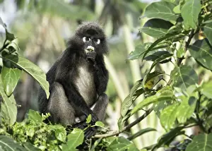 Dusky Leaf Monkey (Trachypithecus obscurus)