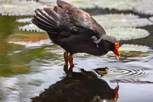 Images Dated 2009 March: Dusky moorhen reflected in a pond
