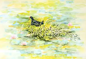Judi Parkinson Prints: Dusky Moorhen Water Bird Nesting Watercolour Painting