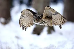 Eagle Owl, (Bubo bubo)