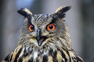 Naturfotografie & Sohns Wildlife Photography Collection: Eagle Owl, (Bubo bubo)