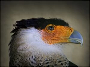 Images Dated 3rd July 2013: Eagle Portrait