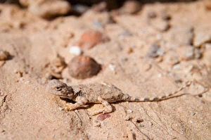 Images Dated 19th September 2010: Earless Dragon (Tympanocryptis intima), Australia