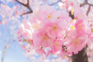 Japan Prints: Early blooming cherry blossoms in late winter (fisheye)
