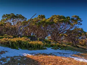Ian Rolfe's Southern Lightscapes Prints: Early snow, Mount Baw Baw, west Gippsland