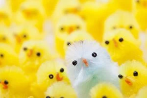 Images Dated 6th March 2015: Easter Chicks
