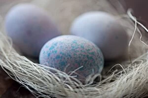 Images Dated 6th March 2015: Easter Eggs in nest