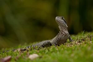 Craig Jewell Photography Collection: Easter water dragon on grass
