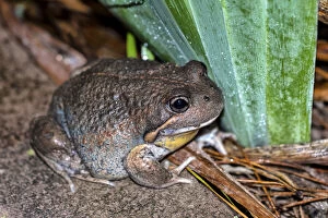 Louise Docker Photography Collection: Eastern Bango Frog