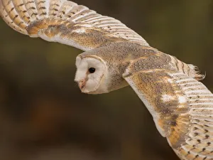 Eastern Barn Owl (Tyto javanica) Eastern Barn Owl (Tyto javanica)