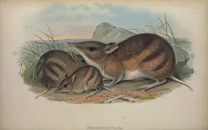Drawing Prints: eastern barred bandicoot (Perameles gunnii)