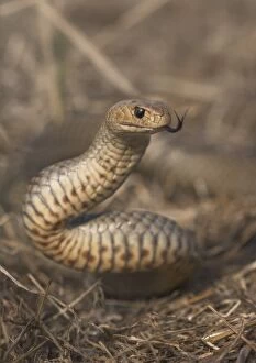 Images Dated 20th February 2016: Eastern Brown Snake (Pseudonaja textilis)