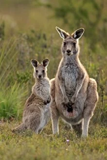 Kangaroo Collection: Eastern grey kangaroo